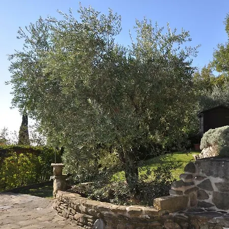 Rosa Cortona